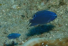 Pomacentrus cuneatus