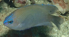 Pomacentrus cuneatus