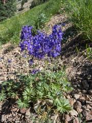 Delphinium glareosum