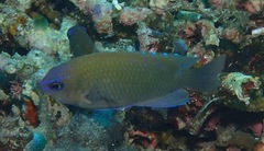 Pomacentrus cuneatus