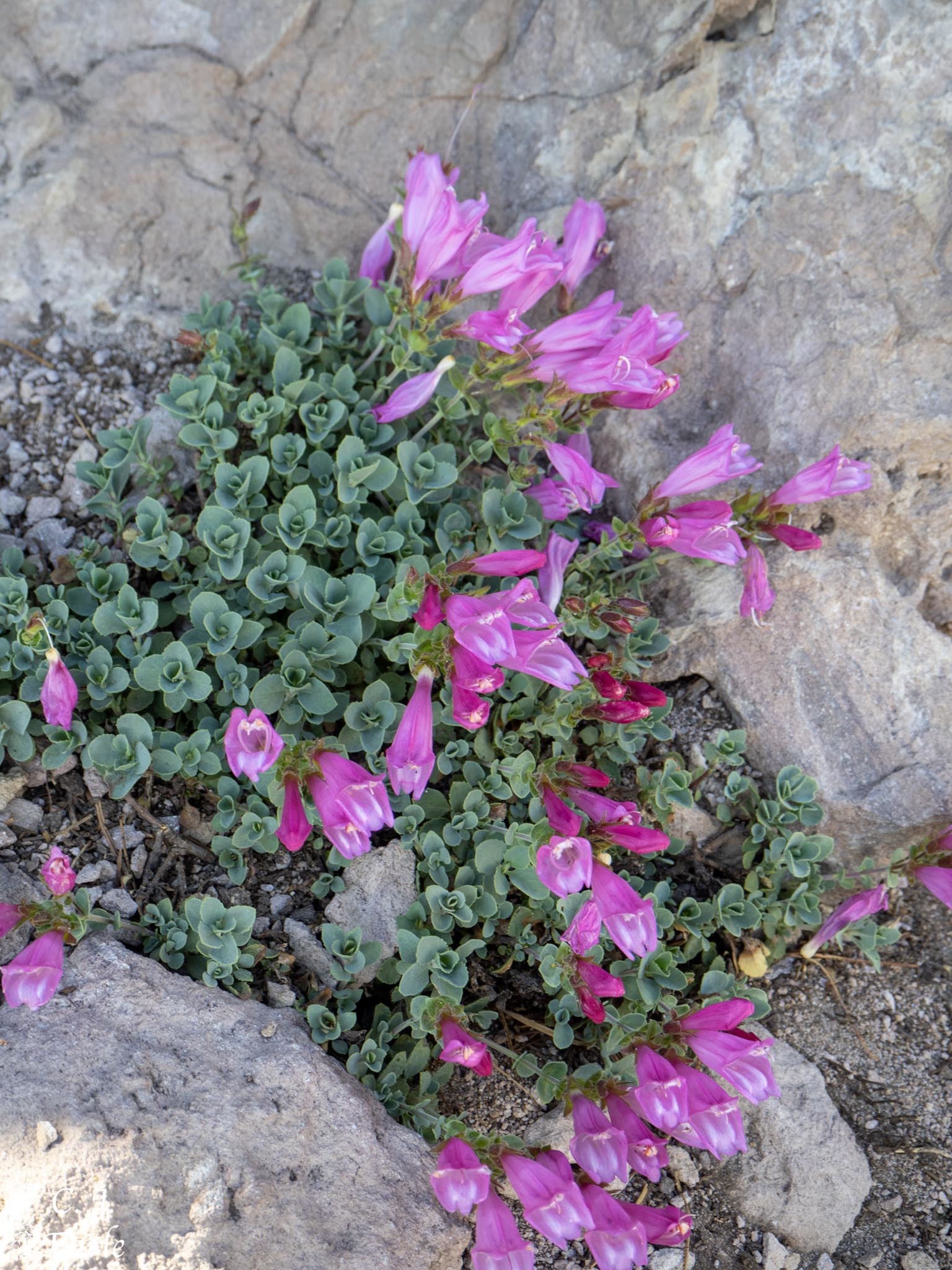 Penstemon rupicola