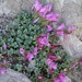 Cliff Beardtongue - Photo (c) Christopher J. Earle, some rights reserved (CC BY-NC), uploaded by Christopher J. Earle