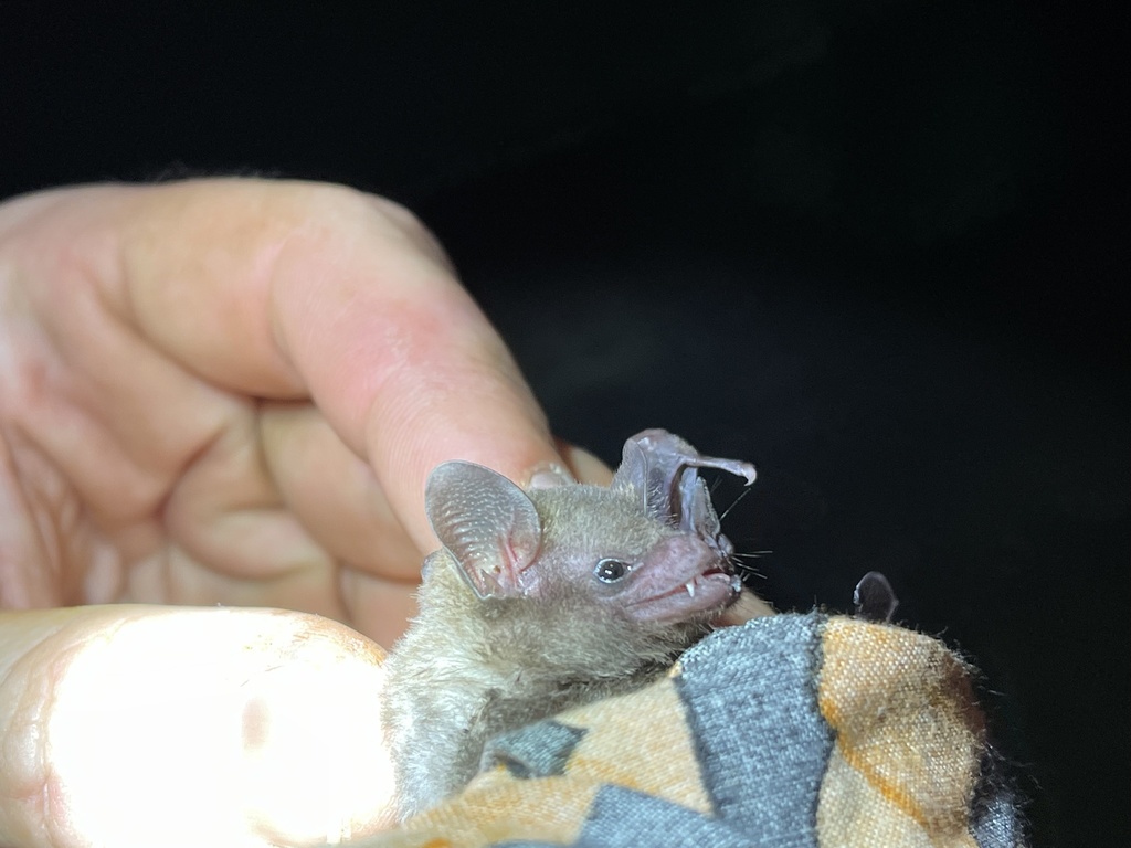 Godman's Long-tailed Bat