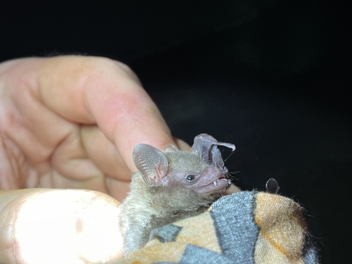 Godman's Long-tailed Bat (Choeroniscus godmani)