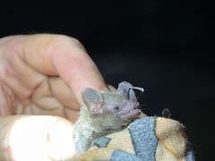 Godman's long-tailed bat