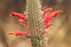 Cleistocactus baumannii