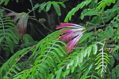 Calliandra foliolosa