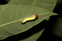 Chadisra bipars