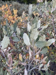 Quercus mohriana
