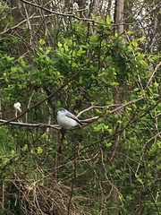 Polioptila caerulea