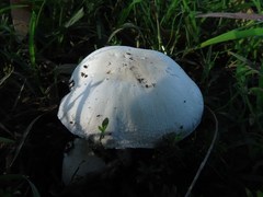 Agaricus xanthodermus