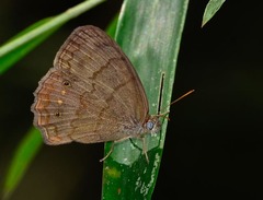 Paryphthimoides grimon