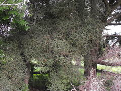 Pittosporum obcordatum