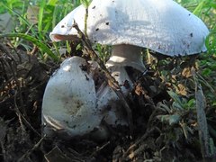 Agaricus xanthodermus