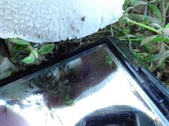 Agaricus xanthodermus