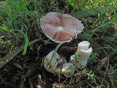Agaricus xanthodermus