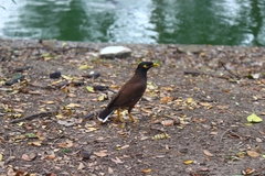 Acridotheres tristis