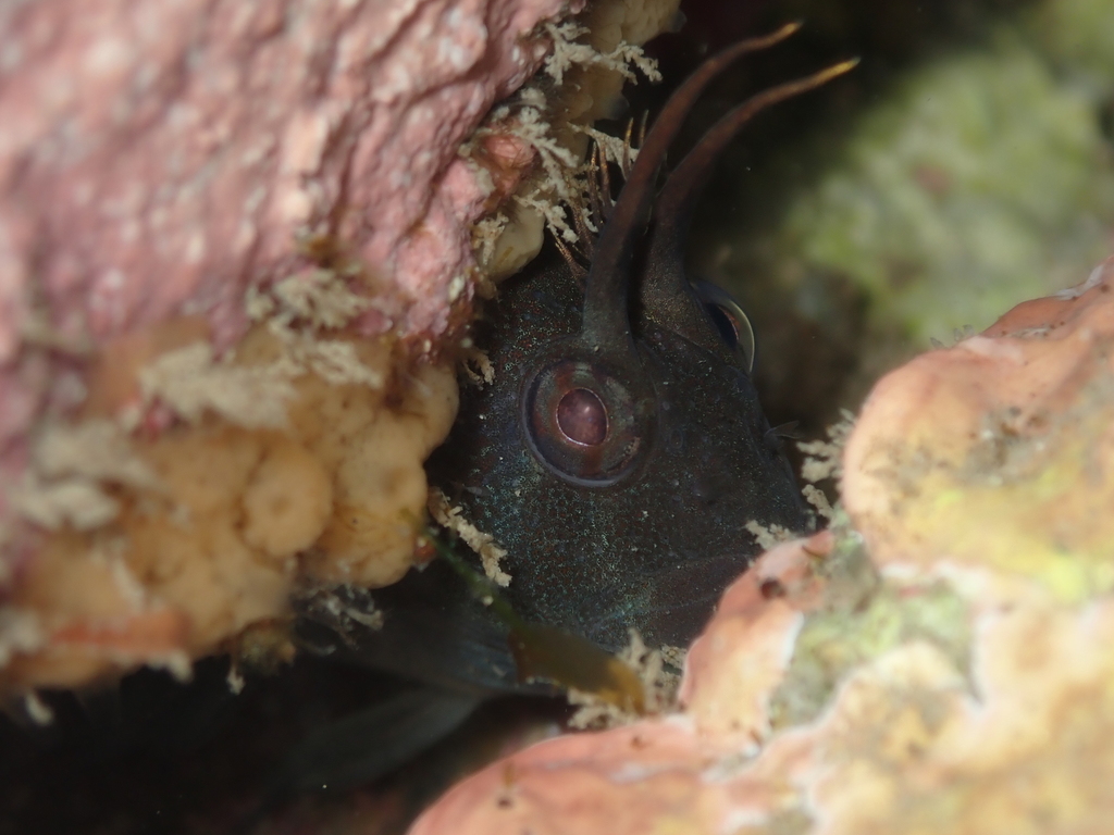 Tasmanian blenny (Parablennius tasmanianus) — Blenniidae