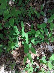 Desmodium psilophyllum