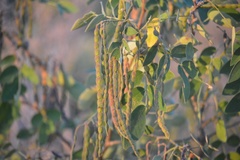 Senna villosa