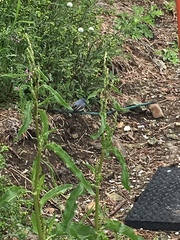 Polioptila caerulea