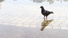 Columba livia domestica