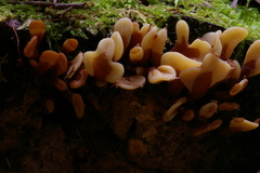 Spathulariopsis velutipes