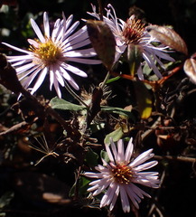 Ampelaster carolinianus