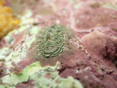 Onithochiton neglectus