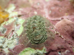 Onithochiton neglectus