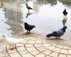 Columba livia domestica
