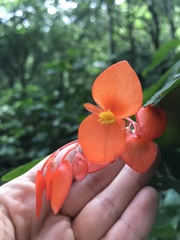 Begonia maculata