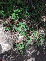 Desmodium psilophyllum