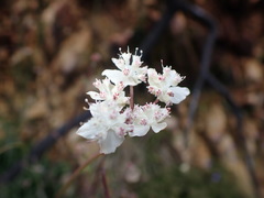 Xanthosia atkinsoniana