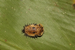 Aspidimorpha miliaris