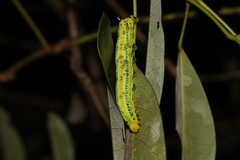 Macroglossum passalus