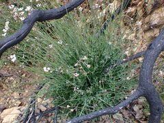 Xanthosia atkinsoniana
