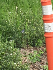 Polioptila caerulea