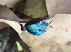 Cyrtonota thalassina
