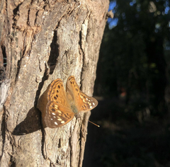 Asterocampa celtis