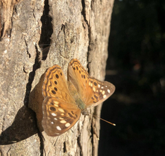 Asterocampa celtis
