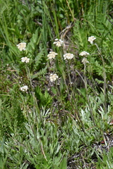 Antennaria corymbosa