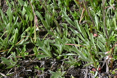 Antennaria corymbosa