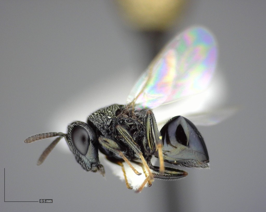 Perilampus muesebecki
