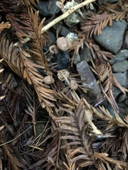 Paragymnopus sequoiae