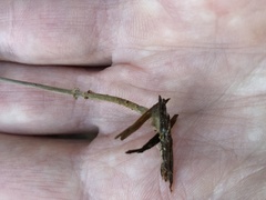 Paragymnopus sequoiae