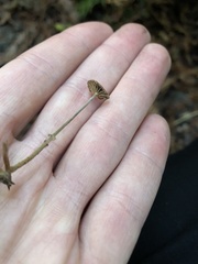 Paragymnopus sequoiae