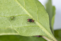 Uroleucon formosanum