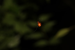 Argyrodes miniaceus