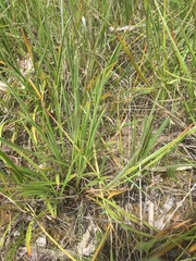 Plantago gaudichaudii